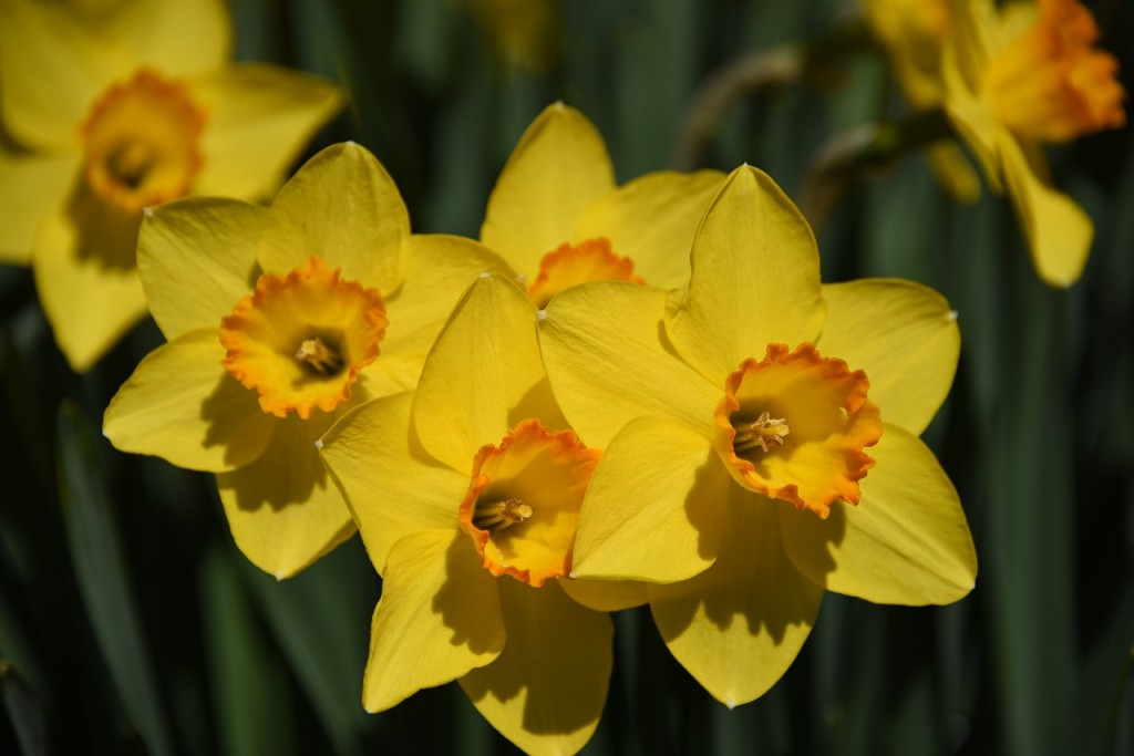 St Davids Day - Hotels in Snowdonia