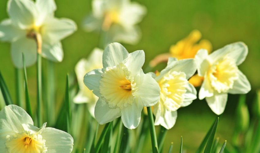 Daffodils