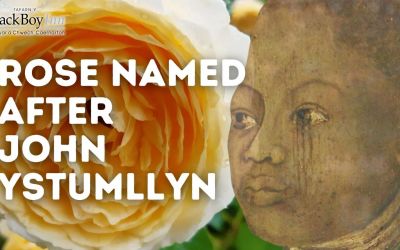 Rose Named After John Ystumllyn, Namesake of the Black Boy Inn – Discussed in the House of Commons and BBC News