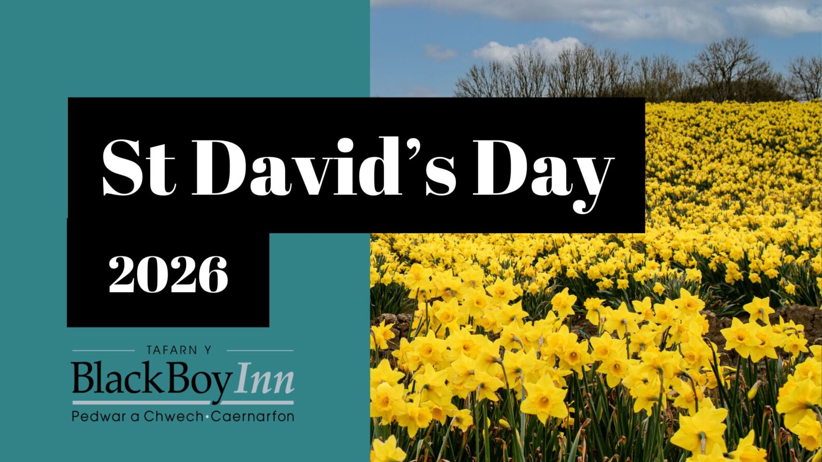 St David's Day 2026 graphic over a daffodil field - Black Boy Inn